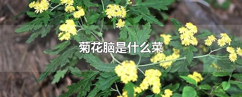 菊花脑是什么菜