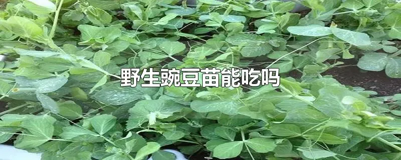 野生豌豆苗能吃吗