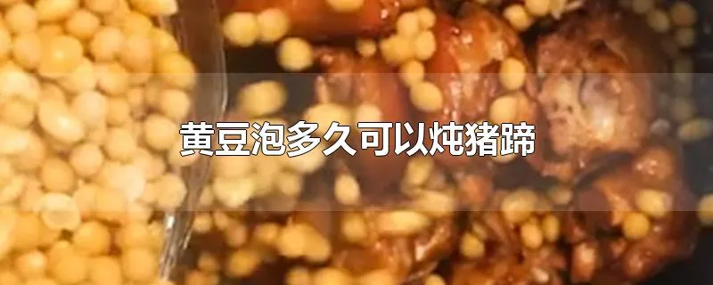 黄豆泡多久可以炖猪蹄