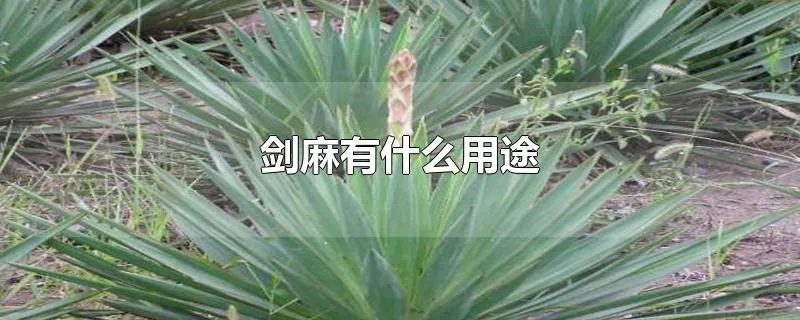 剑麻有什么用途