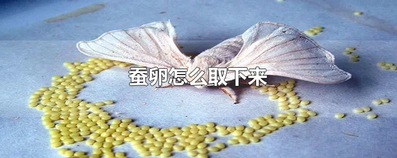 蚕卵怎么取下来