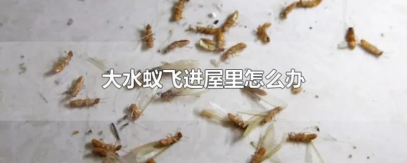 大水蚁飞进屋里怎么办