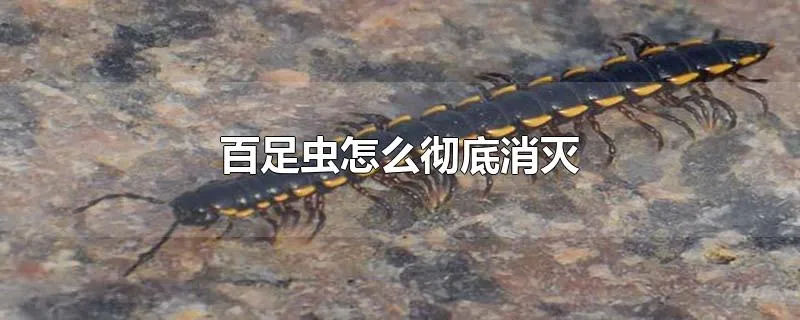 百足虫怎么彻底消灭