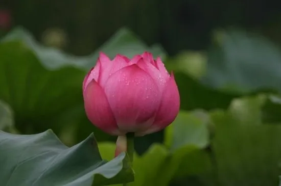 夏至荷花会不会开