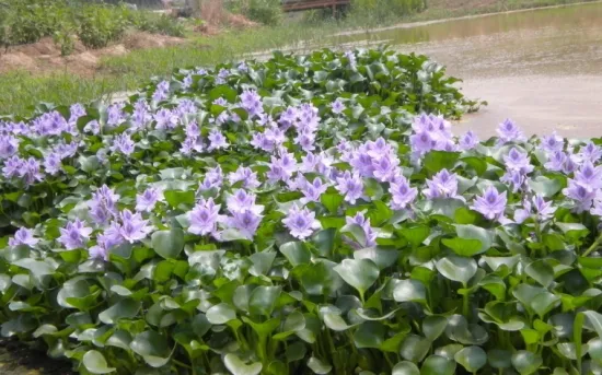 水葫芦的危害