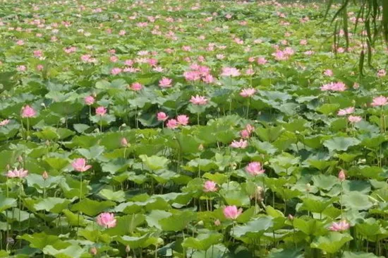 孟津银滩荷花节时间