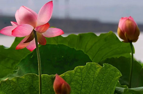 孟津银滩荷花节时间