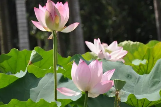 遂宁荷花池观赏景点