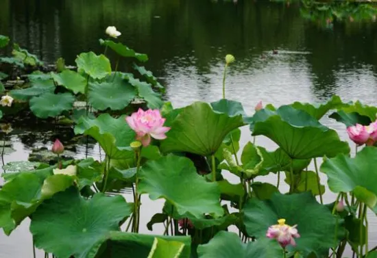 2018西湖荷花什么时候开花，7—9月是赏荷花最佳时节