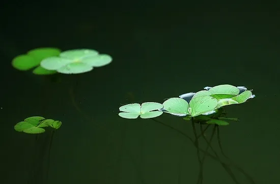 一叶浮萍江中流