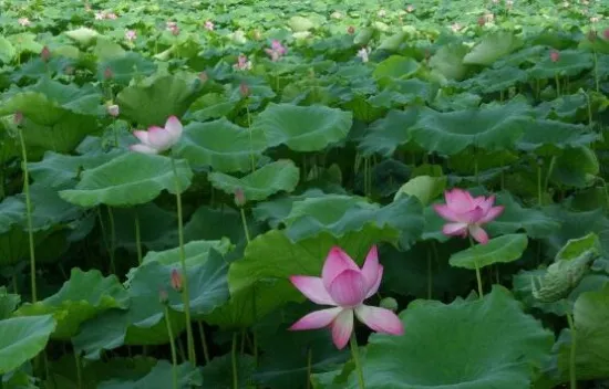 2018西湖荷花什么时候开花，7—9月是赏荷花最佳时节