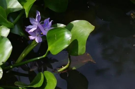 水葫芦在室内养有毒吗，无毒可以室内养殖