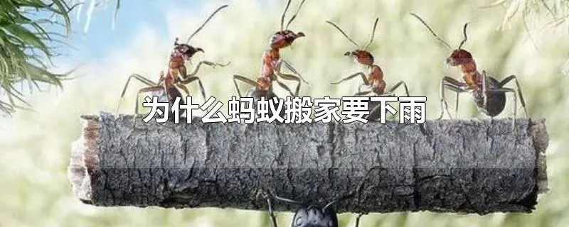 为什么蚂蚁搬家要下雨