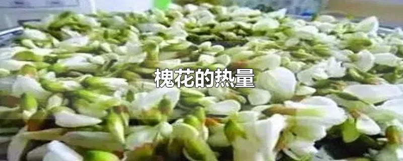 槐花的热量