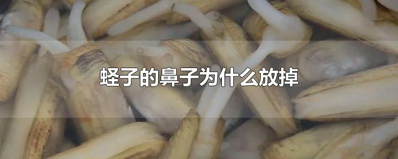 蛏子的鼻子为什么放掉