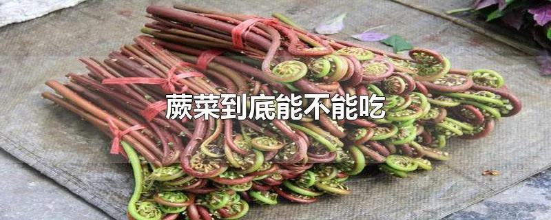 蕨菜到底能不能吃