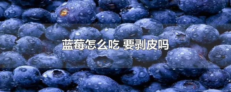 蓝莓怎么吃 要剥皮吗