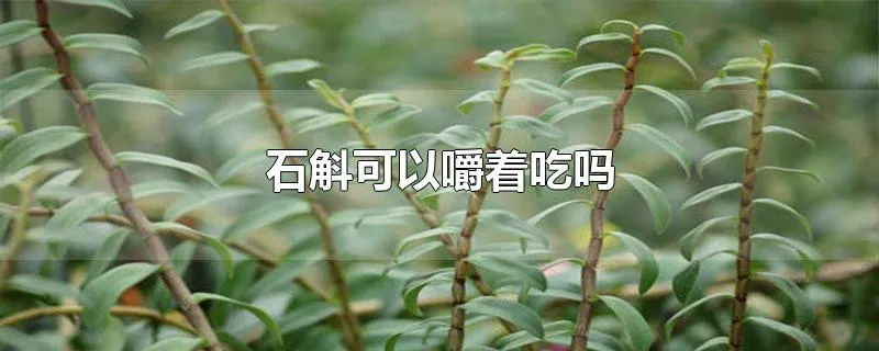 石斛可以嚼着吃吗