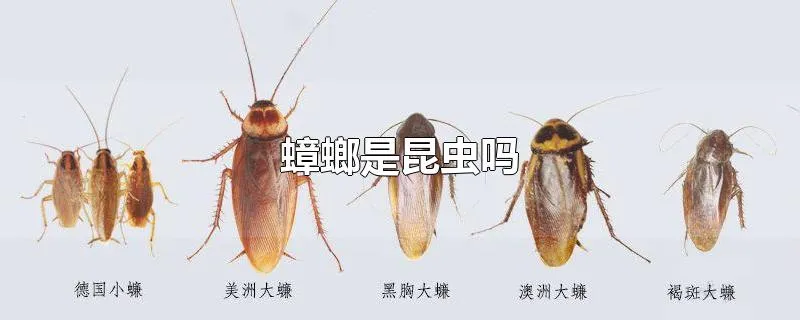 蟑螂是昆虫吗