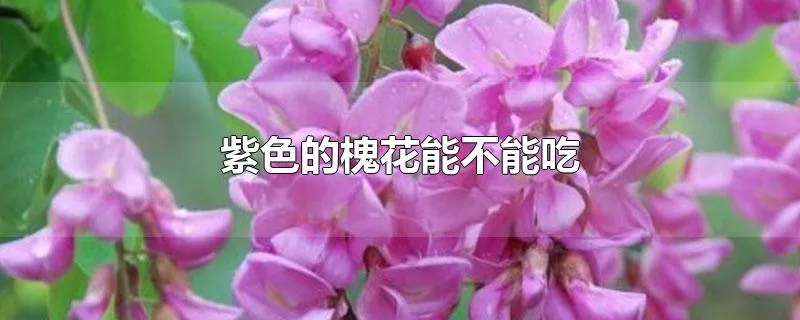 紫色的槐花能不能吃