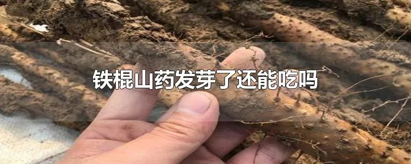 铁棍山药发芽了还能吃吗