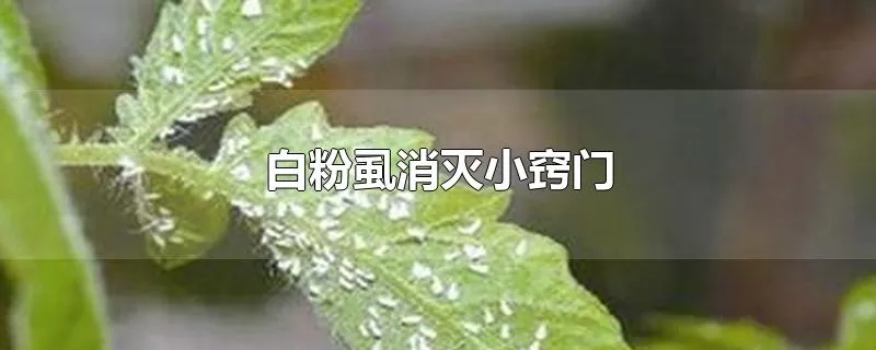 白粉虱消灭小窍门