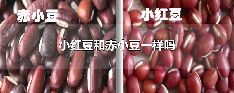 小红豆和赤小豆一样吗