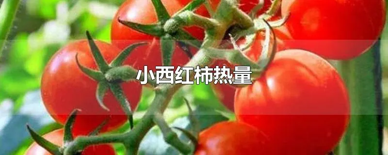 小西红柿热量