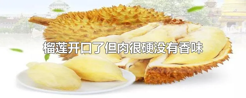 榴莲开口了但肉很硬没有香味