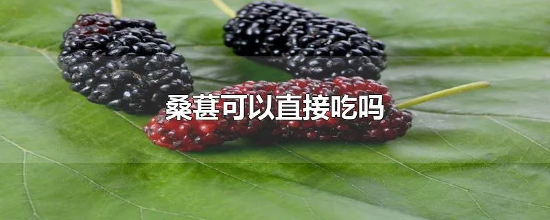 桑葚可以直接吃吗