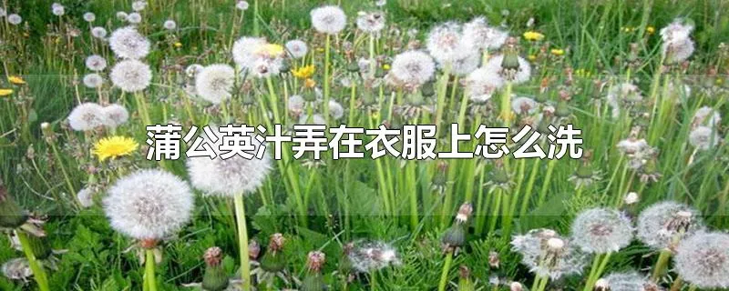 蒲公英汁弄在衣服上怎么洗