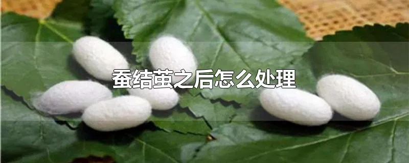 蚕结茧之后怎么处理