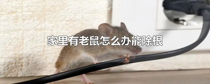 家里有老鼠怎么办能除根