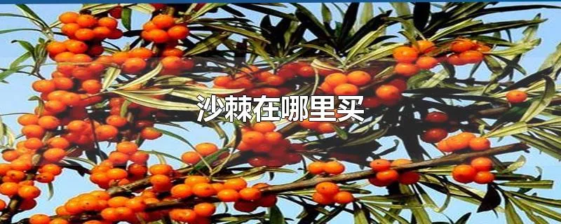 沙棘在哪里买