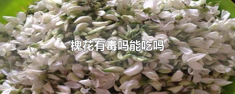 槐花有毒吗能吃吗