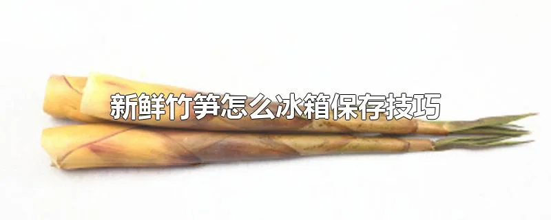 新鲜竹笋怎么冰箱保存技巧