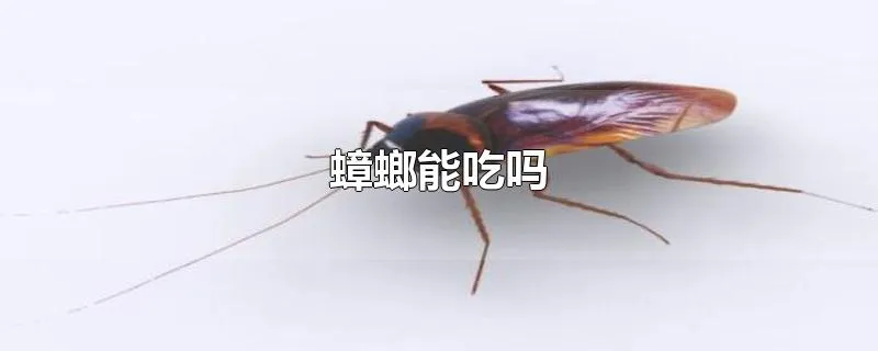 蟑螂能吃吗