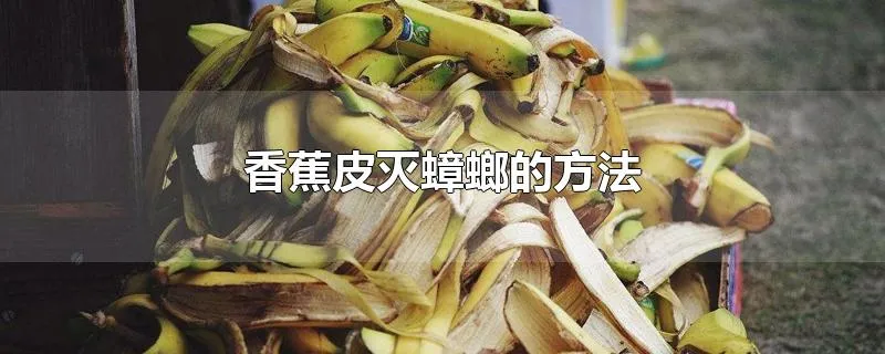 香蕉皮灭蟑螂的方法