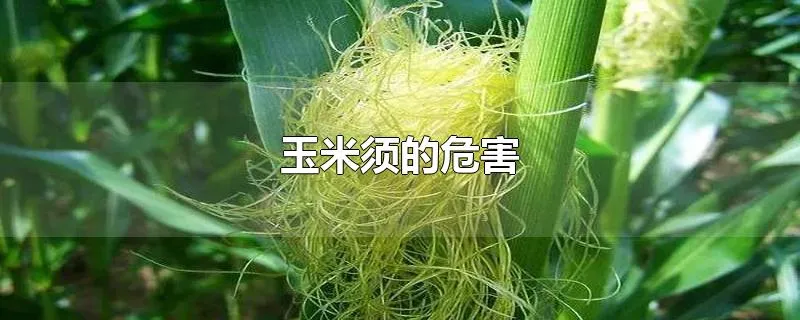 玉米须的危害