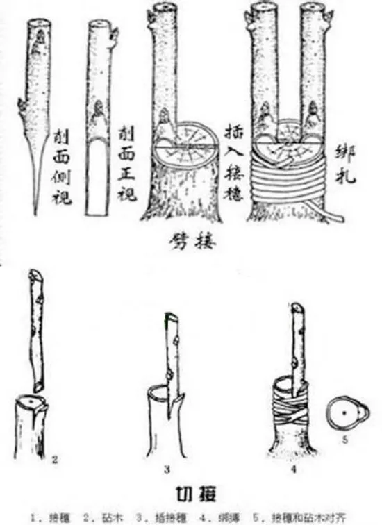 嫁接银杏树