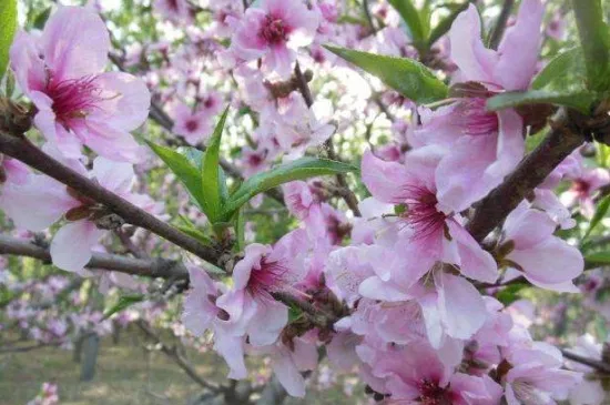 桃花秋天怎么养，涂白保温控水施肥