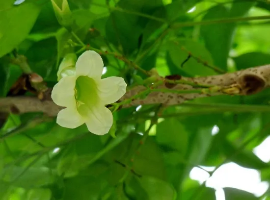 绿宝树开花