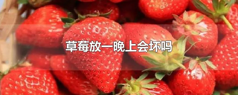 草莓放一晚上会坏吗