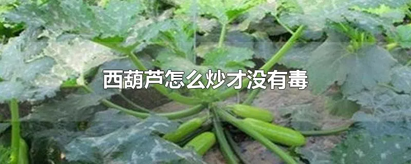 西葫芦怎么炒才没有毒