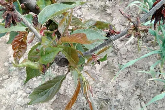 樱花树叶子枯萎干掉啥原因