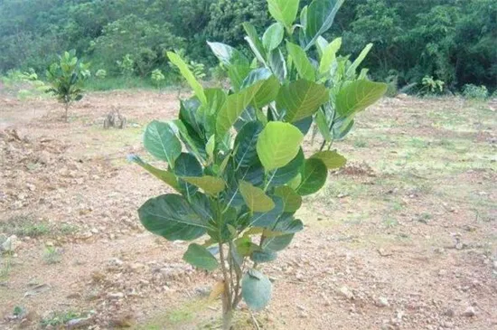 菠萝蜜树几年可以结果