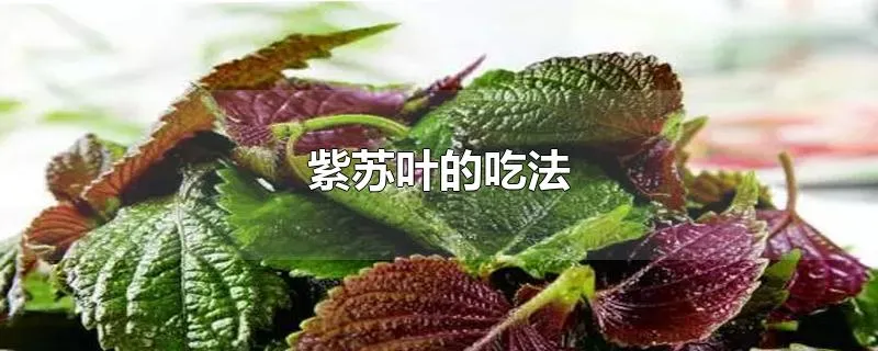 紫苏叶的吃法