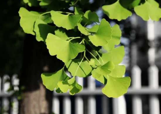 嫁接银杏树