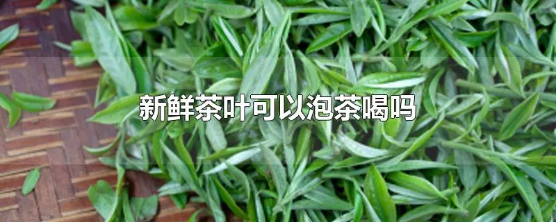 新鲜茶叶可以泡茶喝吗