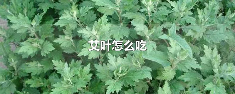 艾叶怎么吃